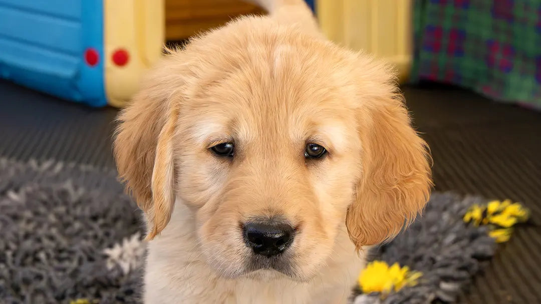 Lynx IDG is Proud to Sponsor Guide Dog Puppy Buzz